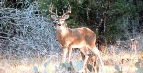 Small Acreage Deer Management