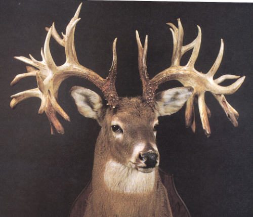 Missouri Monarch: The World Record Non-Typical Whitetail Buck