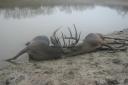 Whitetail bucks lockup and drowned in pond