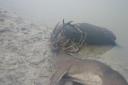 Whitetail bucks lockup and drowned in pond