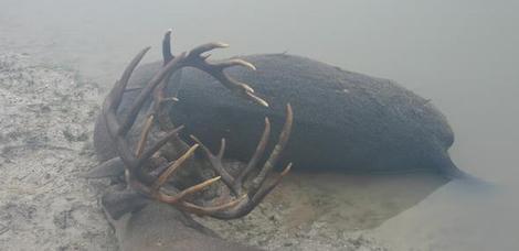 Whitetail bucks lockup and drowned in pond