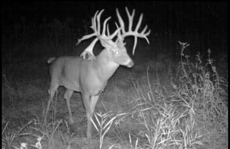 Monster Illinois Buck Found Dead