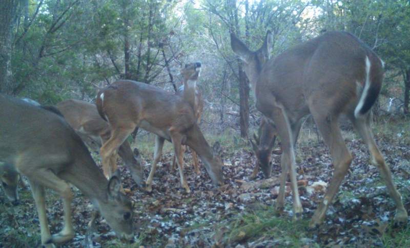 Deer Management for Brow Tines, Better Antlers