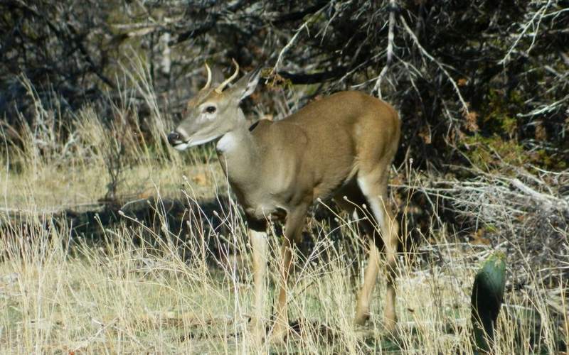 Are missing brow tines caused by genetics?
