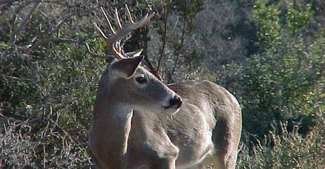 Managed Lands Deer Permit (MLDP) Program