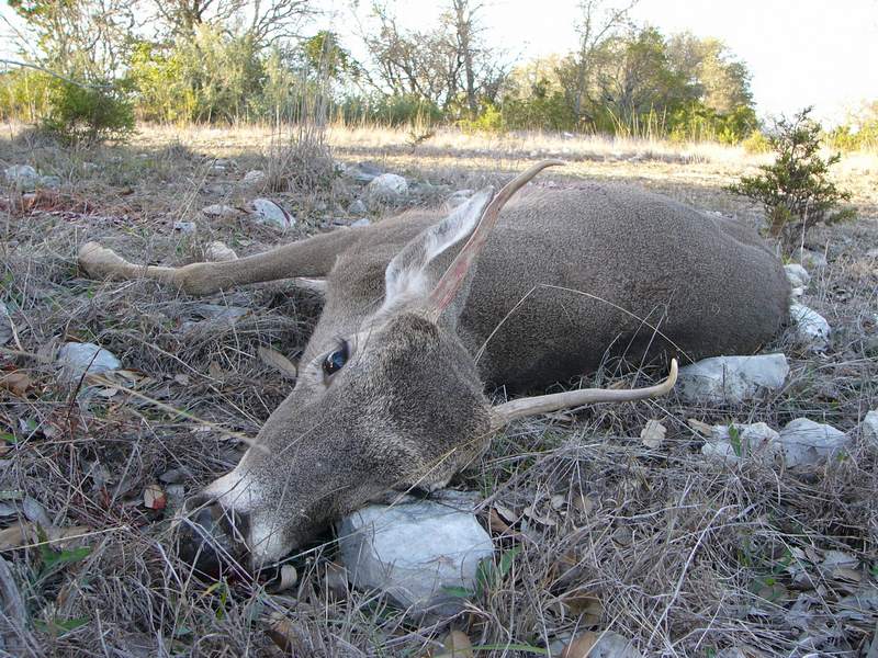 A buck with two unbranched antlers.
