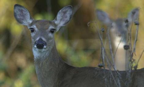 Texas Doe Days Help Habitat, Provide Opportunity