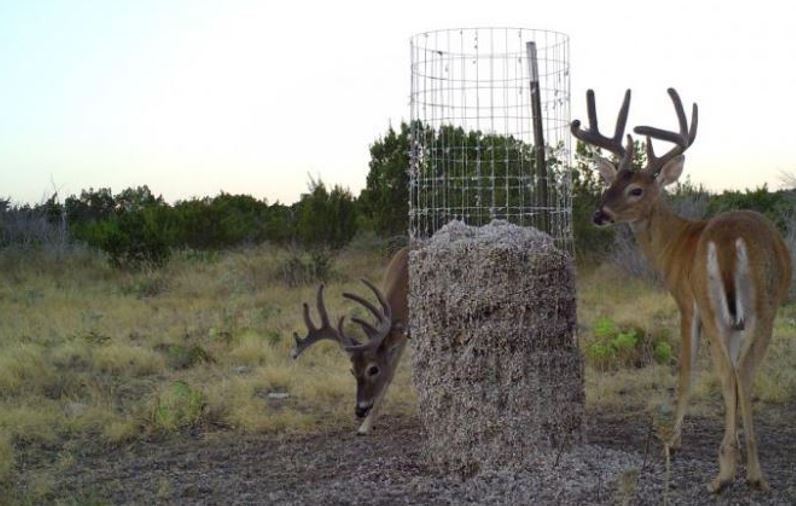 Feeding Cottonseed to Deer