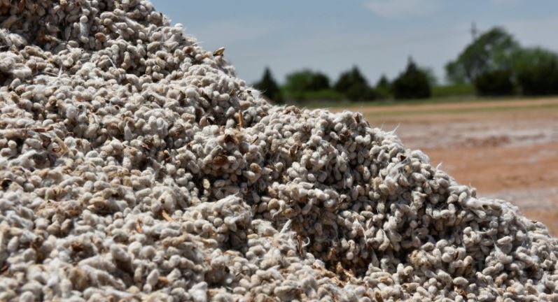 Cottonseed as a Supplement for Deer