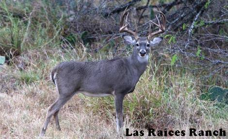 The Culling of White-tailed Bucks is Not a Myth