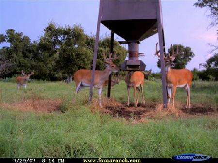 Deer Not Eating Protein Pellets?