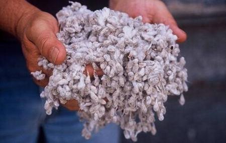 Cottonseed for deer as a diet supplement