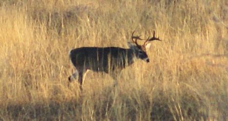 Are White-tailed Deer Getting Smaller?