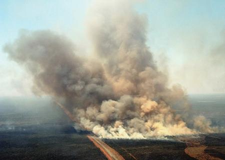 Fire Creates Better White-tailed Deer Habitat