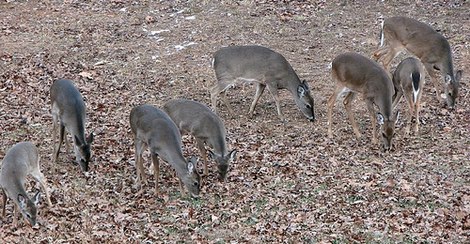 Cold Weather, Overpopulation Leads to Deer Die-Off