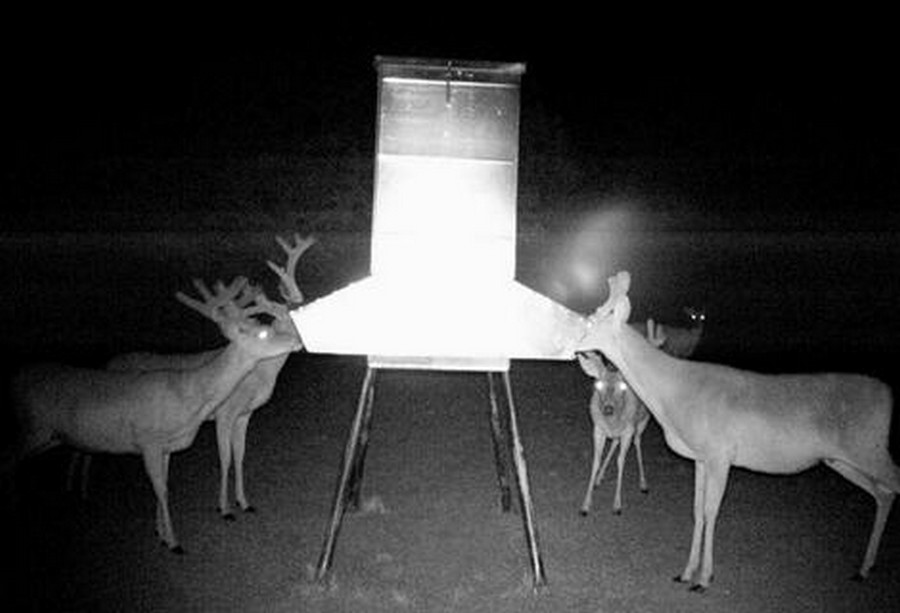 More Research on the Supplemental Feeding of Whitetail