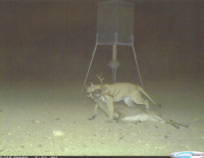 A fake photo of a mountain lion with a white-tailed deer