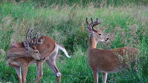 Deer Management: Managing Native Whitetail Bucks