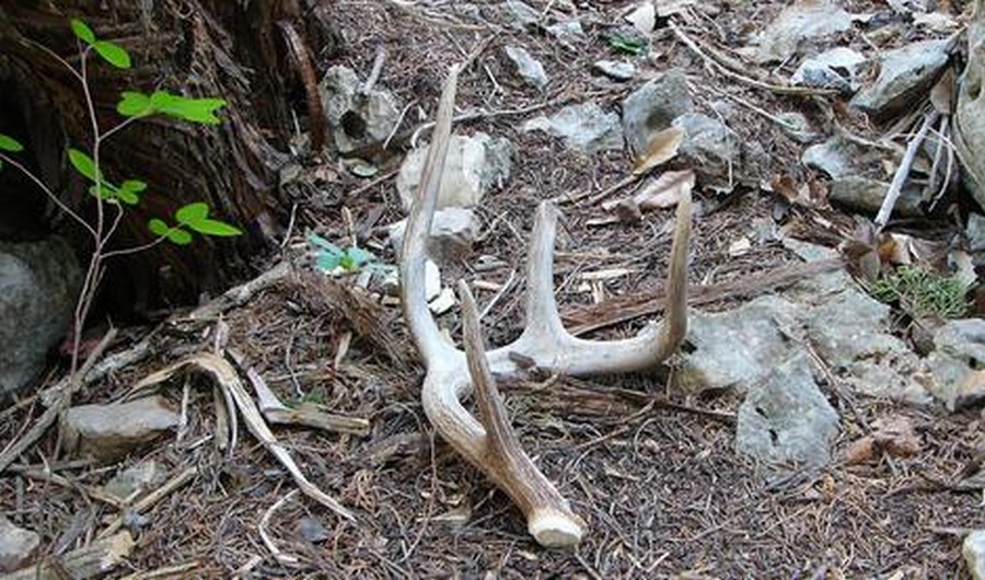 Last Shot at Finding Shed Antlers