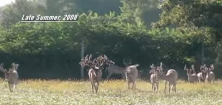 Sudden Impact is a Huge Whitetail!