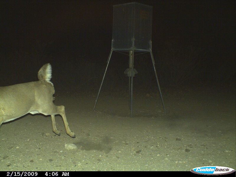 Mountain Lion Kills Whitetail Buck