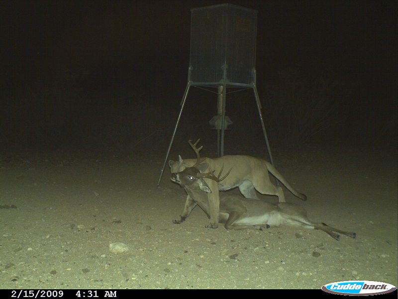 Mountain Lion Dragging Buck in Photo