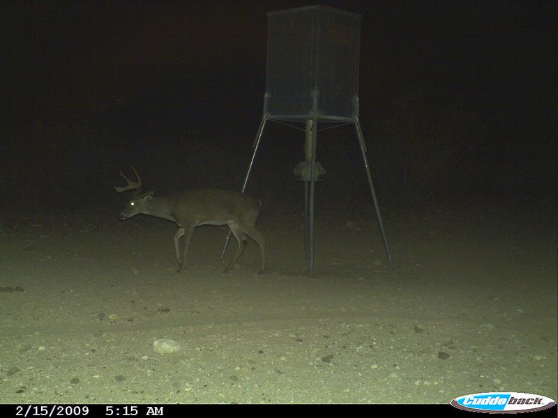 Mountain Lion Attacks Buck