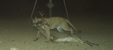 This photo caught a mountain lion near a feeder after killing a whitetail buck