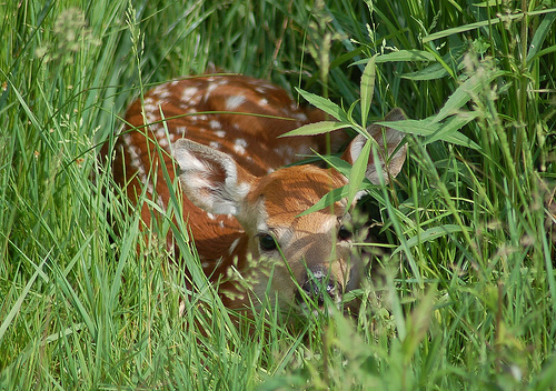 Providing good fawn habitat is good deer management.