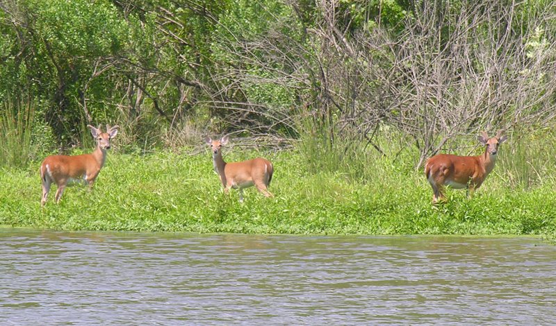 Whitetail Deer Management: Three whitetail bucks take a drink on the outskirts of Houston