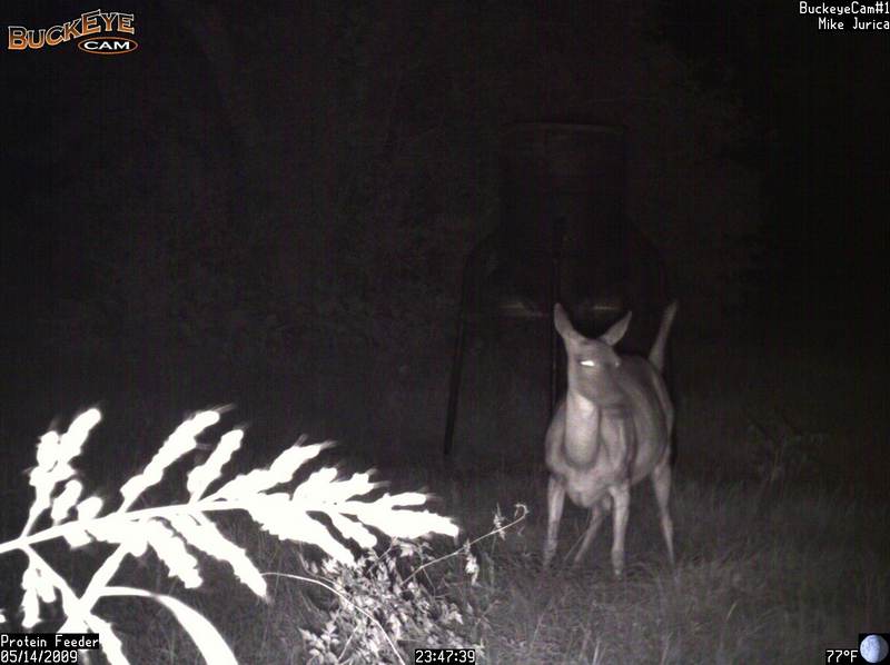 Whitetail doe gives birth to a fawn