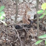 Melanistic Whitetail Fawn Photos