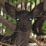 Melanistic Whitetail Fawn Photos