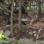 Melanistic Whitetail Fawn Photos