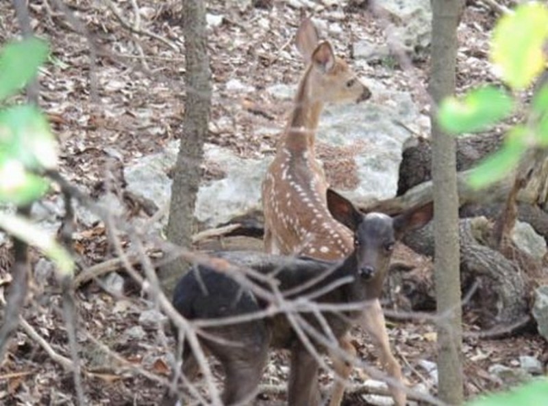 Melanstic and Normal Colored Whitetail Fawn
