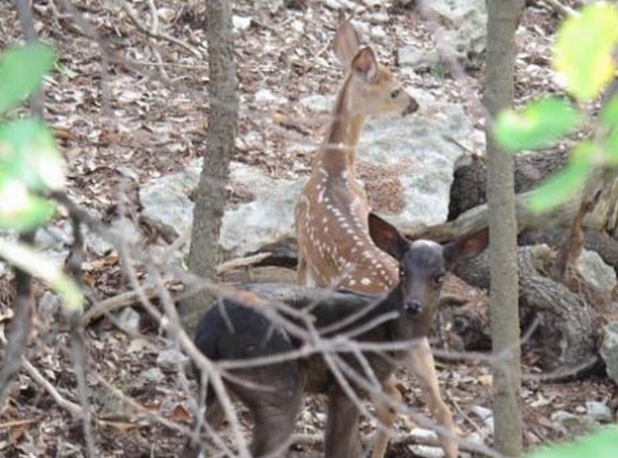 Fawns are Twins, But Not Identical