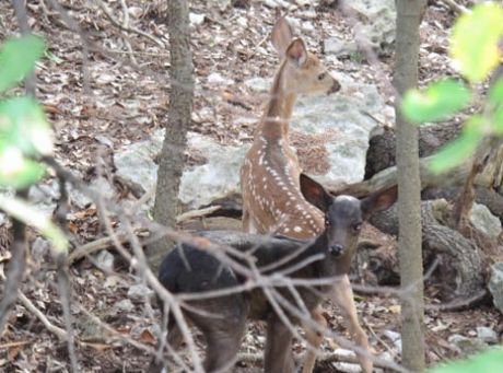 A black melanistic and normal-colored whitetail fawn