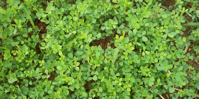 Alfalfa Food Plots for Deer Hunting and Management