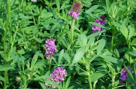 Alfalfa Food Plots for White-tailed Deer