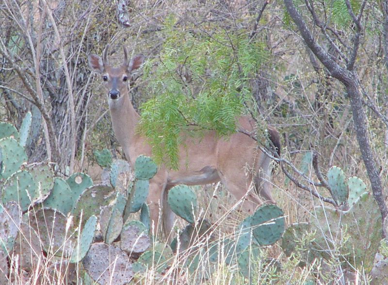 Deer Management: Reasons to Cull Whitetail Bucks