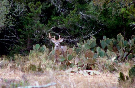 The Movement of Whitetail Bucks