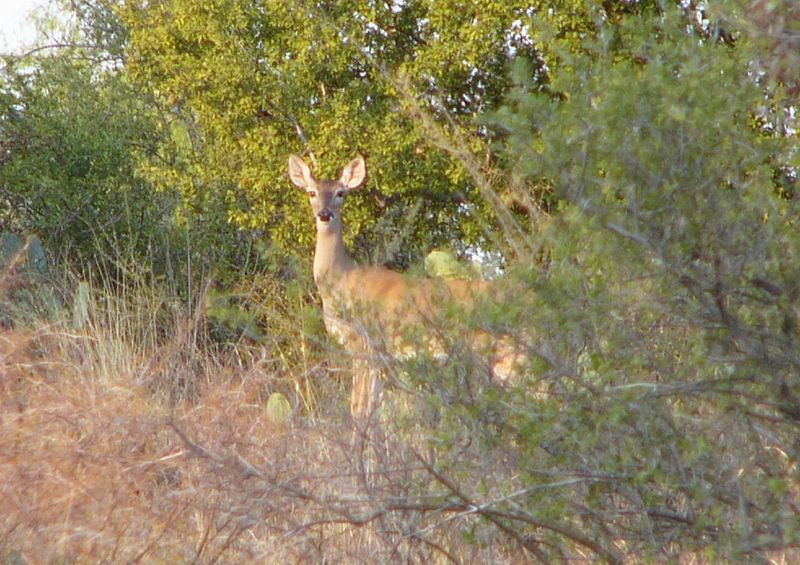 Whitetail Deer Management and Doe Harvest