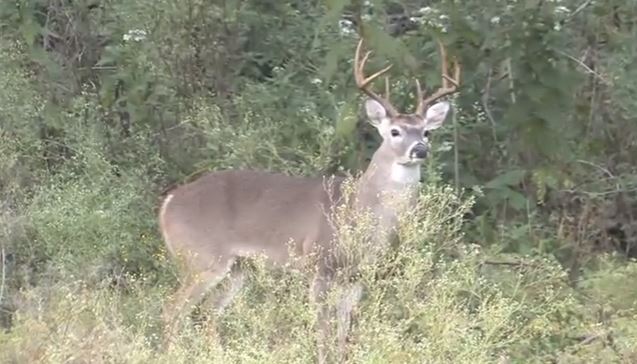 Rattling for Whitetail Bucks