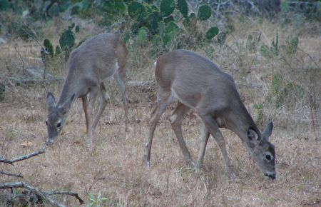 Chronic wasting disease (CWD) is spread through deer feces