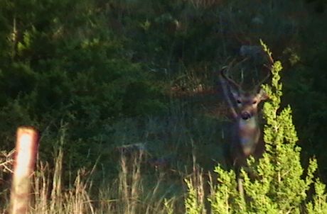 A whitetail buck responds to rattling