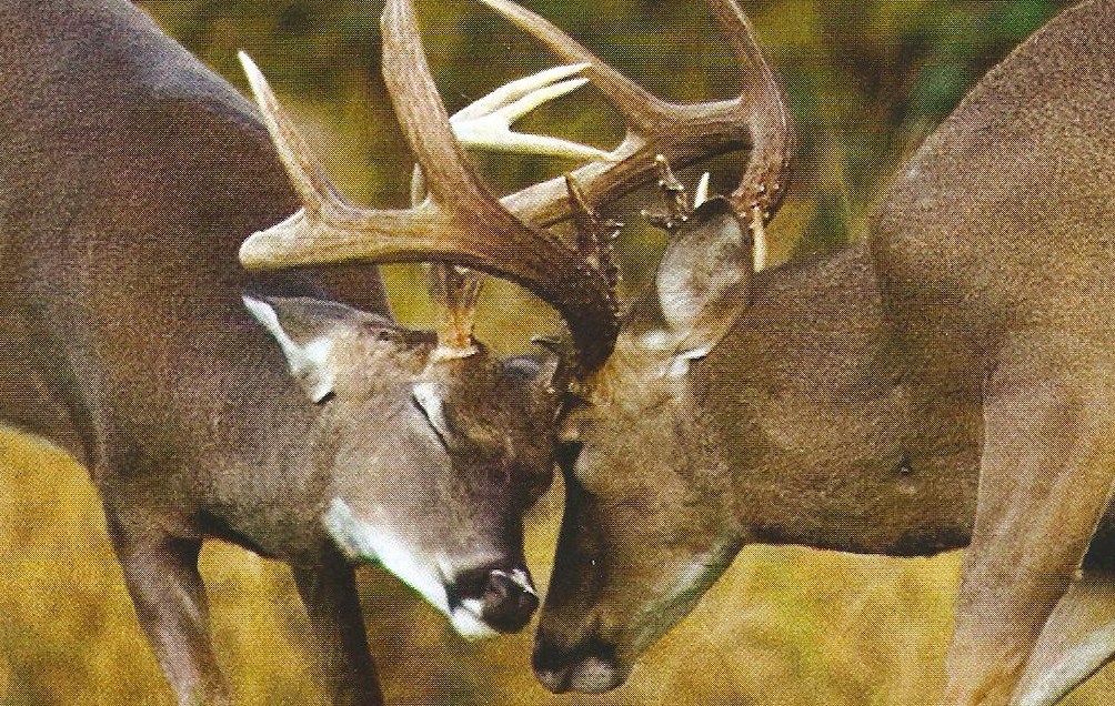 Time to Rattle for Whitetail