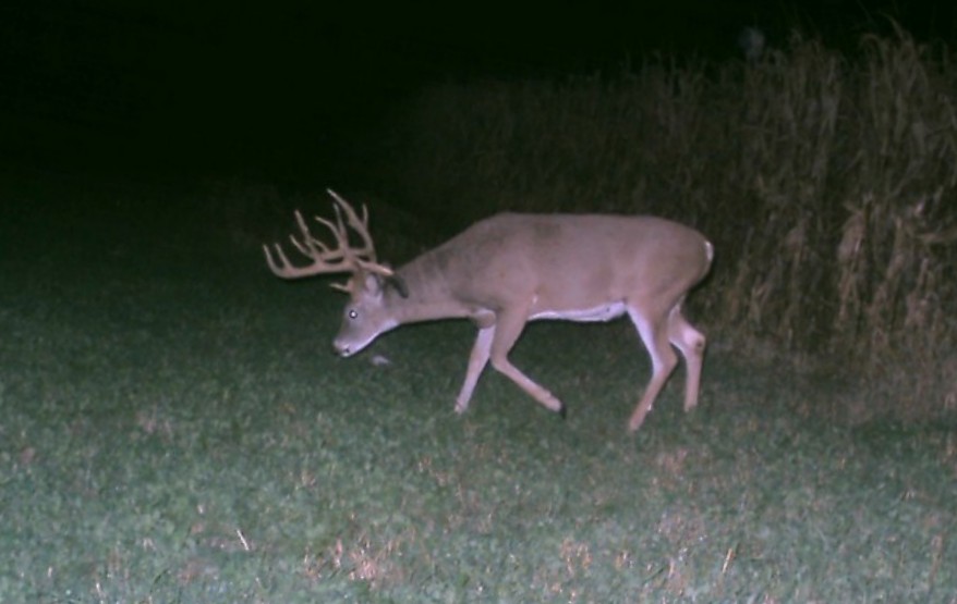 Big Whitetail Buck - One Goal for Deer Management, Better Hunting