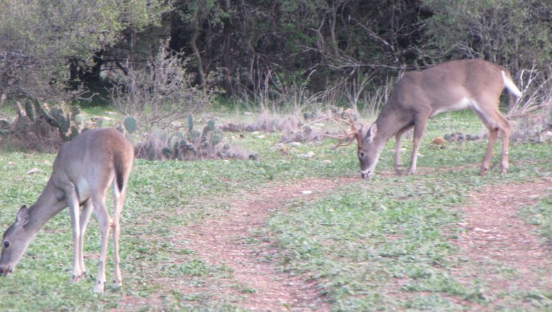 Deer Hunting gets better as the rut continues 