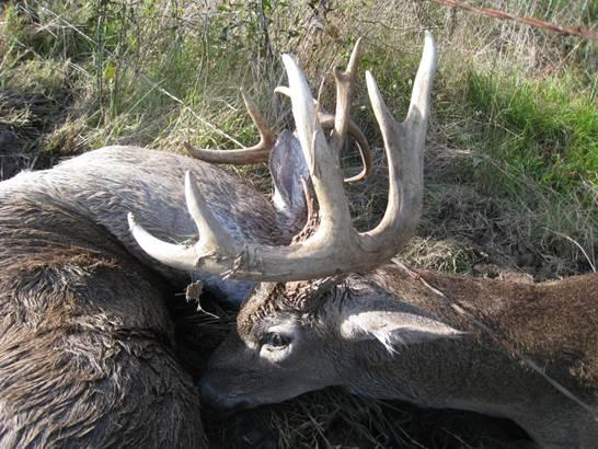 Two white-tailed bucks lock antlers in Franklin County, Texas