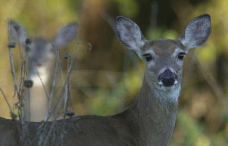 Poisoned Deer in Eastland County?